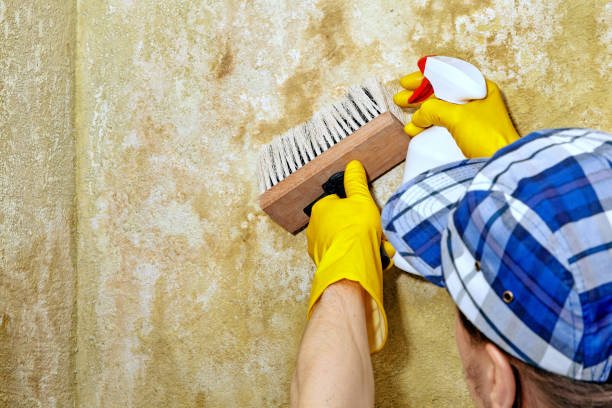 Best Dehumidification Services  in Madison Lake, MN