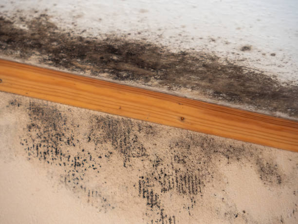 Best Emergency Mold Remediation  in Madison Lake, MN