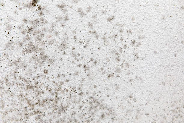 Best Comprehensive Air Testing for Mold Contaminants  in Madison Lake, MN